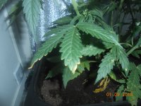 DSCN5338.JPG