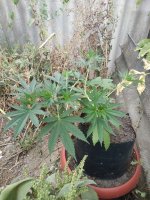 IMG_20180911_101413.jpg