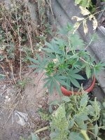 IMG_20180911_101354.jpg