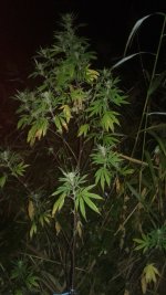 20180913_004353.jpg