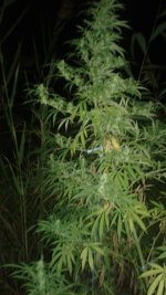 20180914_234224.jpg
