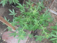 DSCN5796.JPG