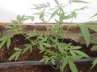 DSCN5805.JPG