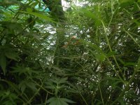 DSCN5818.JPG
