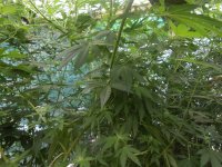 DSCN5817.JPG