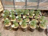 растишки 2.jpg