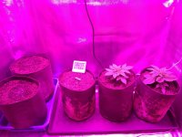 IMG_20180920_064208.jpg