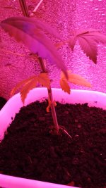 IMG_20180923_202515.jpg