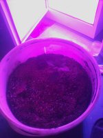 IMG_20180926_195311.jpg