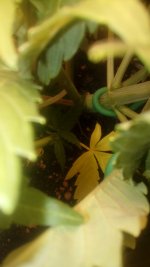 20180927_141120.jpg