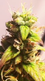 20180927_201041.jpg