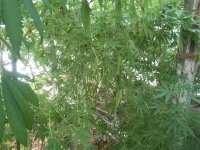 DSCN5861.JPG