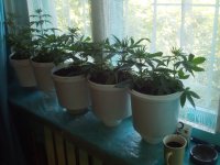 Пацанский подоконник (2).jpg