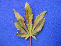 phosphorus-deficiency-bagseed-haze2-sm.jpg