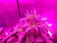 IMG_20181001_072233.jpg