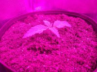 IMG_20181001_072301.jpg
