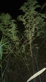 20180928_004515.jpg