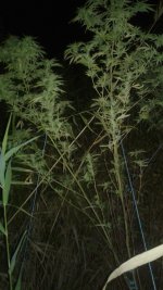 20180928_004526.jpg