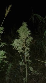 20180928_004627.jpg