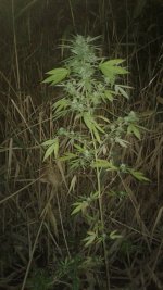 20180928_003931.jpg