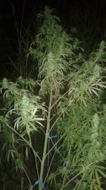 20180928_003811.jpg