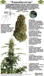 post-16056-031025400 1428998072.jpg