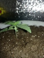IMG_20181005_200434.jpg