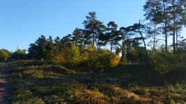 IMG_20181006_074217.jpg