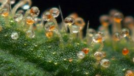 cannabinoidy_kak_neyroprotektornoye_sredstvo.jpg