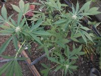 DSCN5961.JPG