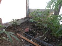 DSCN5992.JPG