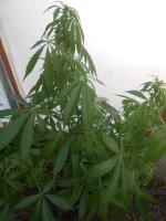 DSCN5974.JPG