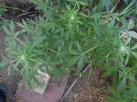 DSCN5981.JPG