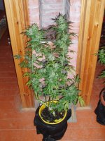 1 окт 2018 (70).JPG