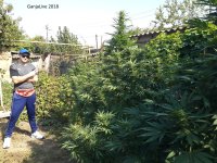 GanjaLive 2018.jpg