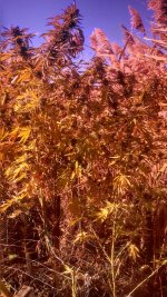 IMG_20181014_124531_407-459x816.jpg