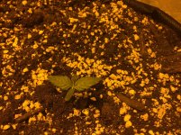 Безымянный6665 - копия.jpg