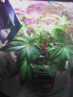 IMG_20181020_190038.jpg