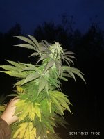 IMG_20181021_175219.jpg