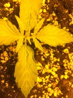 IMG_6247 - копия.JPG