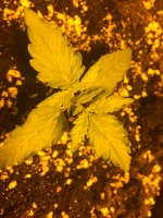 IMG_6248 - копия.JPG