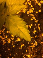 IMG_6249 - копия.JPG