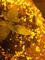 IMG_6250 - копия.JPG