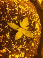 IMG_6251 - копия.JPG