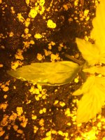 IMG_6252 - копия.JPG