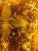 IMG_6253 - копия.JPG