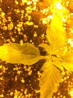 IMG_6254 - копия.JPG