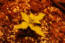 DSC_0398 - копия.JPG