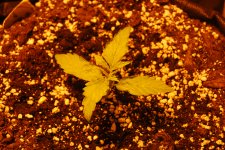 DSC_0399 - копия.JPG