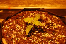 DSC_0400 - копия.JPG